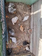 Usa hen kuikens, Dieren en Toebehoren, Pluimvee, Vrouwelijk, Kip