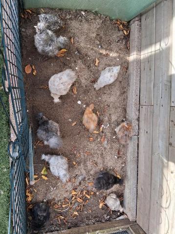 Usa hen kuikens  beschikbaar voor biedingen