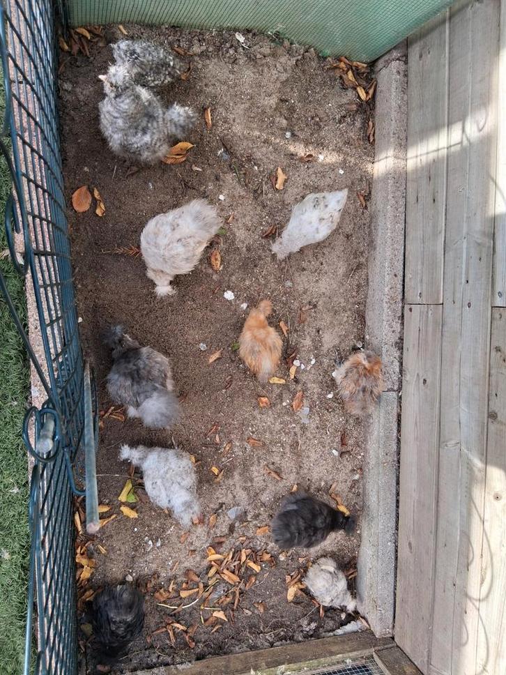 Usa hen kuikens, Dieren en Toebehoren, Pluimvee, Kip, Vrouwelijk