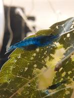 Neocaridina garnalen, blauw, geel en oranje, Kreeft, Krab of Garnaal, Zoetwatervis, Schoolvis