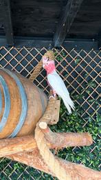 Roze Lutino kaketoe 2025, Dieren en Toebehoren, Vrouwelijk, Geringd