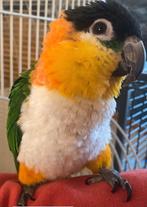 Caique pop zwartkop, Dieren en Toebehoren, Vogels | Parkieten en Papegaaien, Papegaai, Tam