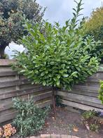 Mooie laurierboom, Tuin en Terras, Bloeit niet, Overige soorten, 100 tot 250 cm, Ophalen