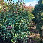 Photinia red Robin 180/200, Dieren en Toebehoren, Vissen | Aquaria en Toebehoren, Ophalen of Verzenden, Zo goed als nieuw