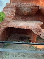 Terrarium met hagedis, Dieren en Toebehoren