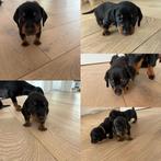 Dwergteckel teefjes op zoek naar een gouden mandje, Dieren en Toebehoren, Honden | Teckels en Dashonden, Korthaar, Teef, Dwerg