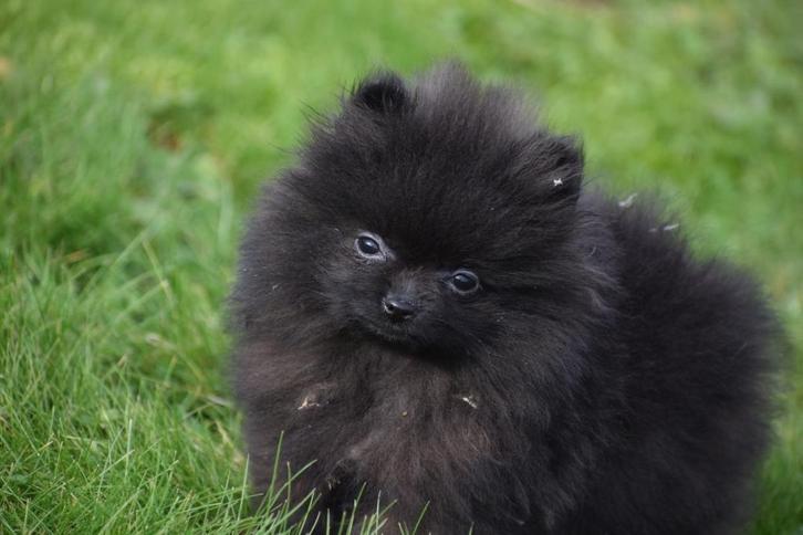 Dwergkees pups , Pomeriaan ,keeshond , Spitz, Dieren en Toebehoren, Honden | Poolhonden, Keeshonden en Oertypen, Meerdere dieren