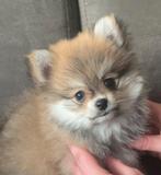 Pomeriaan pup (reu), Rabiës (hondsdolheid), Reu, 8 tot 15 weken, Eén hond