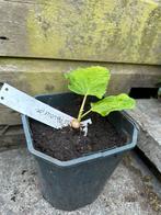 Vijg vijgenplant “Bass Favourite”, Tuin en Terras, Planten | Fruitbomen, Ophalen of Verzenden, Minder dan 100 cm, Vijgenboom