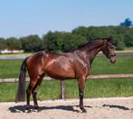 Mooie 3 jarig merrie, Dieren en Toebehoren, Paarden, Merrie