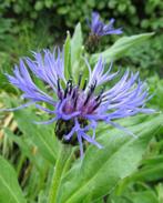 Centaurea Montana bergkorenbloem bloeit lang vaste plant, Vaste plant, Halfschaduw, Lente, Ophalen