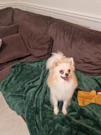 Dekreu pomchi, Dieren en Toebehoren, Honden | Chihuahua's en Gezelschapshonden, 1 tot 2 jaar, Eén hond, Nederland, Particulier