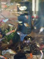 Guppies, €0,50 p/s, Vis, Zoetwatervis