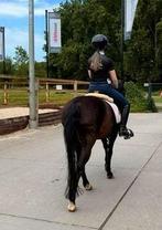 Verzorg ponygezocht in rotterdam!, Dieren en Toebehoren, Paarden en Pony's | Verzorgingsproducten, Ophalen