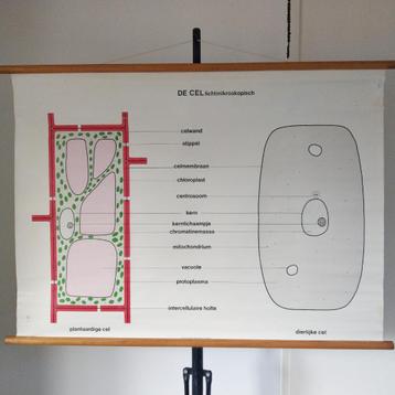 Schoolplaat De cel lichtmicroscopisch - biologie beschikbaar voor biedingen