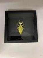 Wandelend blad Phyllium Tobeloense, Ophalen of Verzenden, Nieuw