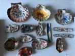 Verschillende schelpen met motief, Verzamelen, Mineralen en Fossielen, Ophalen of Verzenden, Schelp(en)