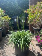 Agapanthus, Volle zon, Vaste plant, Zomer, Ophalen