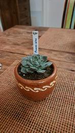 Een mooie echeveria in workumer pot. Geweldige kleur., Ophalen, Glas of Kopje