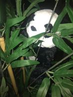 Knuffel Panda, Kinderen en Baby's, Speelgoed | Knuffels en Pluche, Nieuw, Overige typen, Ophalen of Verzenden