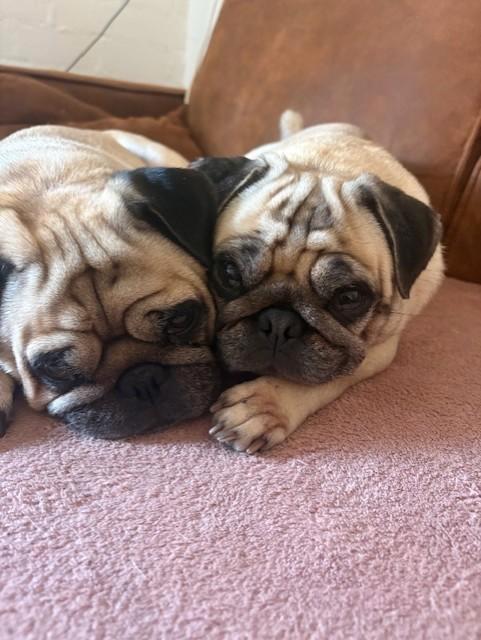 Lieve mopshond pups te koop, Dieren en Toebehoren, Honden | Chihuahua's en Gezelschapshonden, Meerdere dieren, Overige rassen