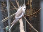 rosella,valkparkieten,splendid parkiet, Dieren en Toebehoren, Vogels | Parkieten en Papegaaien, Meerdere dieren, Parkiet