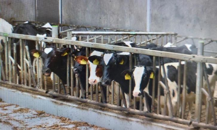 Voerhek kalveren 370cm 10 vreetplaatsen, Dieren en Toebehoren, Stalling en Weidegang