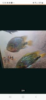 Vieja sympilum 2st moeten weg, Dieren en Toebehoren, Vis