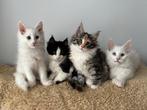 Gereserveerd 7 Maine Coon kittens (ook polydactyl), Meerdere dieren, Gechipt, 0 tot 2 jaar