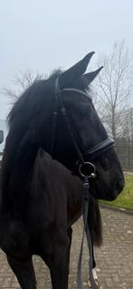 3 jarige merrie, Dieren en Toebehoren, Paarden, Merrie, Met stamboom, Dressuurpaard, Onbeleerd
