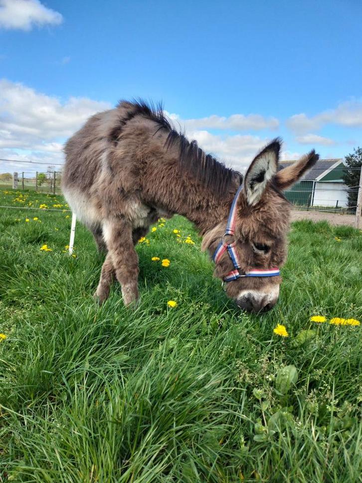 Mediteraanse miniezel, Dieren en Toebehoren, Overige Dieren, Vrouwelijk, November