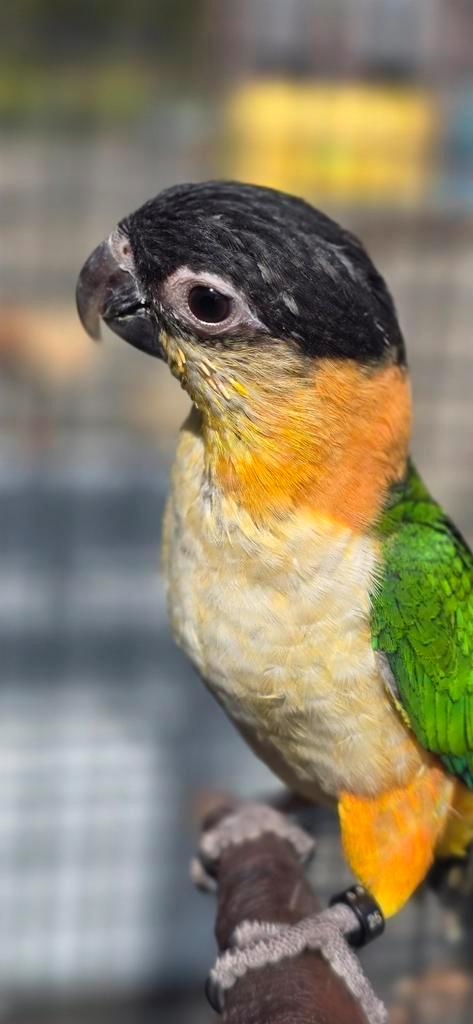 Zwartkop van juni 2025, Dieren en Toebehoren, Vogels | Overige Vogels, Geslacht onbekend, Tam