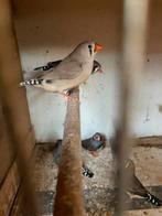 Zebravinken als koppel of losse Pop €5.Alleen man €2,50., Meerdere dieren