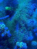 Sterpoliep, Overige typen