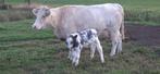 Blauwe vaars met best blauw stierkalf., Dieren en Toebehoren, Meerdere dieren