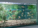 Placidochromis Milomo Malawi Cichliden, Vis, Zoetwatervis