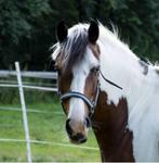 Lieve recreatie pony/ weidemaatje te koop, Dieren en Toebehoren, Pony's, Ruin, D pony (1.37m tot 1.48m), Recreatiepony, 11 jaar of ouder