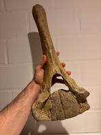 Mammoet wervel fossiel bot, Ophalen, Fossiel