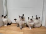Heilige Birmaan kittens, Dieren en Toebehoren, Katten en Kittens | Raskatten | Langhaar, Meerdere dieren, Ontwormd, 0 tot 2 jaar