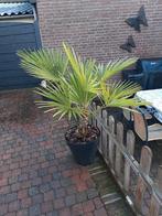 Palmbomen - 1 meter hoog, Tuin en Terras, Ophalen