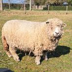 Ryeland: 2 x wit lam, witte ooi en gekleurde ooi (2024), Vrouwelijk, Schaap, 0 tot 2 jaar