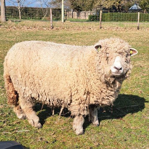 Ryeland: 2 x wit lam, witte ooi en gekleurde ooi (2024), Dieren en Toebehoren, Schapen, Geiten en Varkens, Schaap, Vrouwelijk