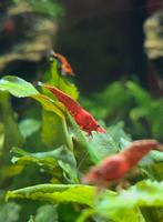 Bloody mary neocaridina garnalen., Kreeft, Krab of Garnaal