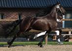 4 jarige  drachtige friese merrie te koop! Nieuw paard 14 08, Dieren en Toebehoren, Paarden, Merrie, 160 tot 165 cm, Gechipt, 3 tot 6 jaar