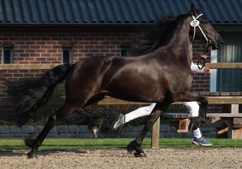 4 jarige  drachtige friese merrie te koop! Nieuw paard 14 08, Dieren en Toebehoren, Paarden, Merrie, 160 tot 165 cm, 3 tot 6 jaar