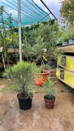 Sequoia mammoetboom nu vanaf €10 tot €100,00, Ophalen, Zomer, Overige soorten, Volle zon