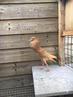 Brunner kropper, Dieren en Toebehoren, Vogels | Duiven, Mannelijk