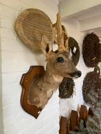 Opgezette ree kop - hert - taxidermie, Verzamelen, Ophalen, Gebruikt, Hert, Opgezet dier