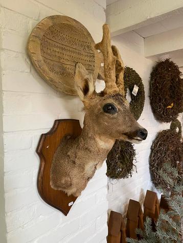 Opgezette ree kop - hert - taxidermie beschikbaar voor biedingen