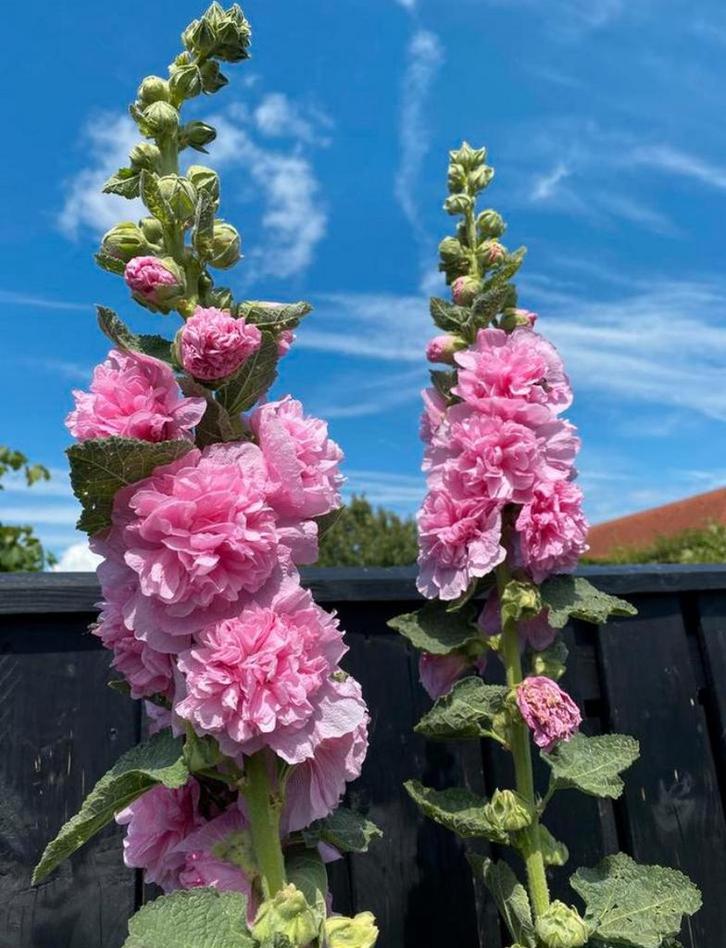 Stokroos zaad/zaadjes 25 stuks, Tuin en Terras, Bloembollen en Zaden, Zaad, Voorjaar, Volle zon, Ophalen of Verzenden